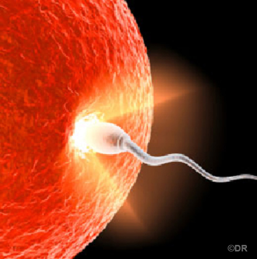 temps rencontre ovule spermatozoide